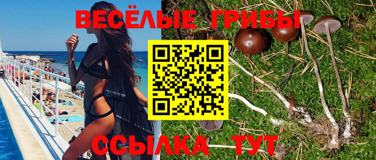 Псилоцибиновые грибы Psilocybine cubensis Гай
